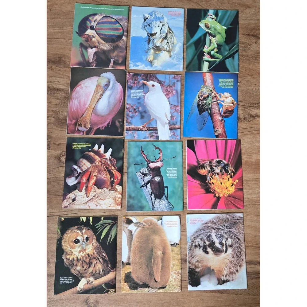 Ranger Rick Nature Magazine 1978 Lot Complete Set 12 Issues Vintage Animals